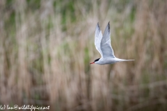 Common Tern in Flight Side View