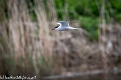 Common Tern in Flight Side View