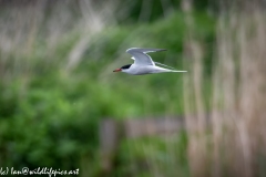 Common Tern in Flight Side View