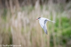 Common Tern in Flight Side View