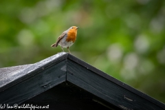 Robin on Shed Roof Front View