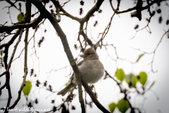 Female Chaffinch on Branch Side View