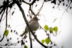 Female Chaffinch on Branch Side View