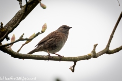 Dunnock on Branch Side View