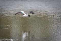 Female Shelduck in Flight over Water Back View