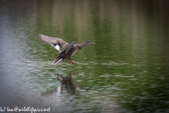 Male Gadwall Duck Landing on Water Side View