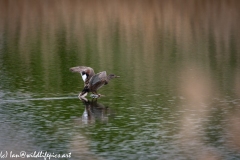 Male Gadwall Duck Landing on Water Side View