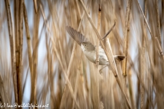 Mash Warbler on Reed in Flight Side View