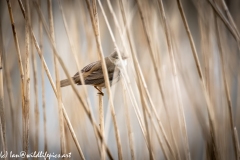 Mash Warbler on Reed Side View