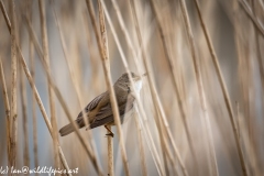 Mash Warbler on Reed Side View