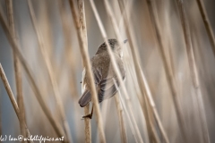 Mash Warbler on Reed Back View