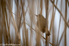 Mash Warbler on Reed Back View