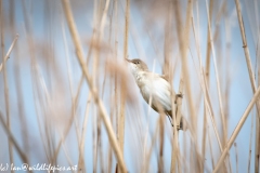 Reed Warbler on Reed Front View