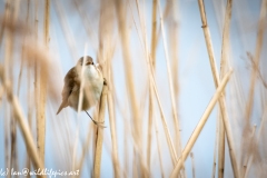 Reed Warbler on Reed Front View