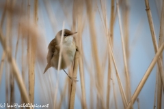 Reed Warbler on Reed Front View