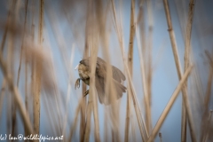 Reed Warbler in Flight Back View