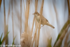 Reed Warbler on Reed Side View