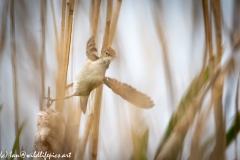 Reed Warbler in Flight Front View