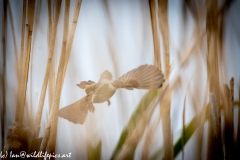 Reed Warbler in Flight Front View