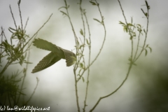 Male Cuckoo in Flight Side View