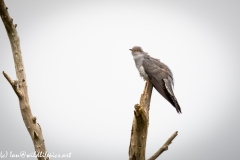 Male Cuckoo on Dead Tree Side View