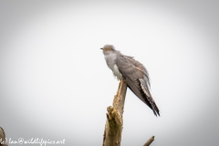 Male Cuckoo on Dead Tree Side View