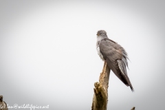 Male Cuckoo on Dead Tree Side View