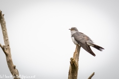 Male Cuckoo on Dead Tree Side View