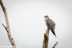 Male Cuckoo on Dead Tree Side View