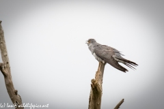 Male Cuckoo on Dead Tree Side View