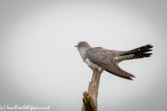 Male Cuckoo on Dead Tree Side View