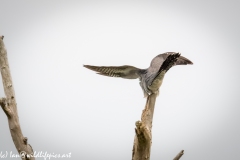 Male Cuckoo on Dead Tree Wings out Back View