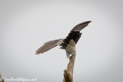 Male Cuckoo on Dead Tree Wings out Back View