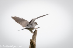 Male Cuckoo on Dead Tree Wings out Back View