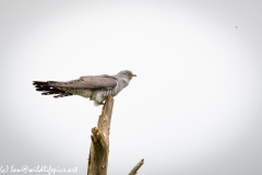 Male Cuckoo on Dead Tree Side View