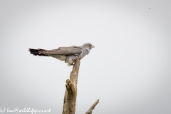 Male Cuckoo on Dead Tree Side View