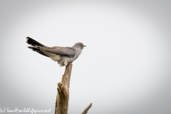 Male Cuckoo on Dead Tree Side View