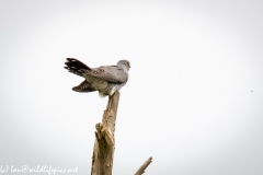 Male Cuckoo on Dead Tree Side View