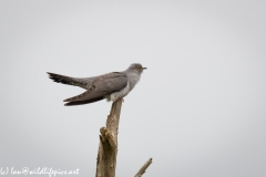 Male Cuckoo on Dead Tree Side View