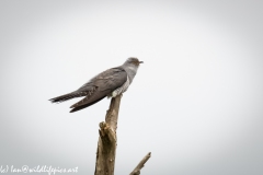 Male Cuckoo on Dead Tree Side View