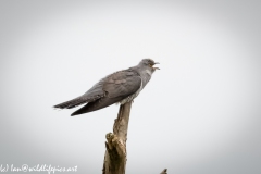 Male Cuckoo on Dead Tree Side View