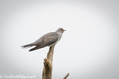 Male Cuckoo on Dead Tree Side View