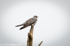 Male Cuckoo on Dead Tree Side View