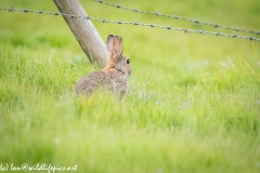 Wild Rabbit on Grass Back View