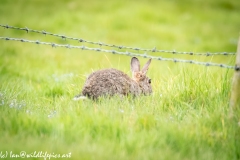 Wild Rabbit on Grass Back View