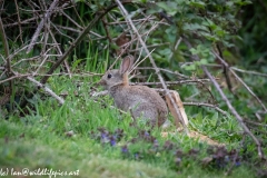 Wild Rabbit on Grass Back View