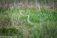 Grey Heron in Tall Grass Head View