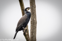 Cormorant on Dead Tree Side View