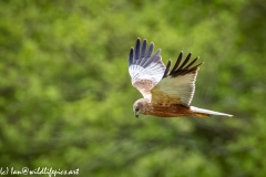 Male Marsh Harrier in Flight Side View