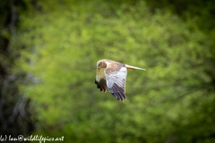 Male Marsh Harrier in Flight Side View